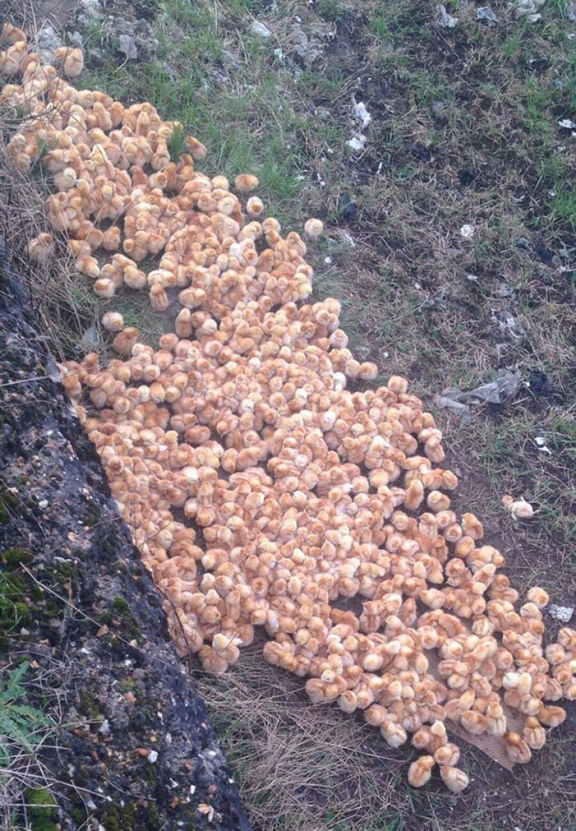 Someone took 1,000 chickens to a field and left them there to die