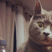 Something is wrong with Kevin: this cat always looks surprised