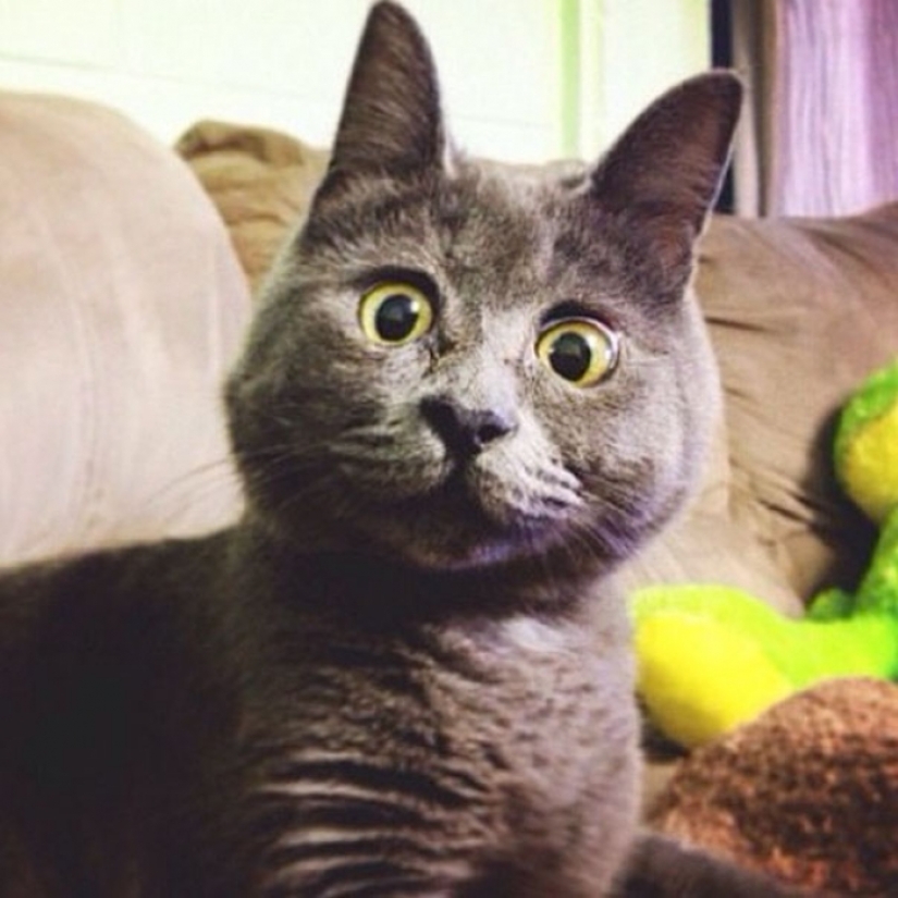 Something is wrong with Kevin: this cat always looks surprised