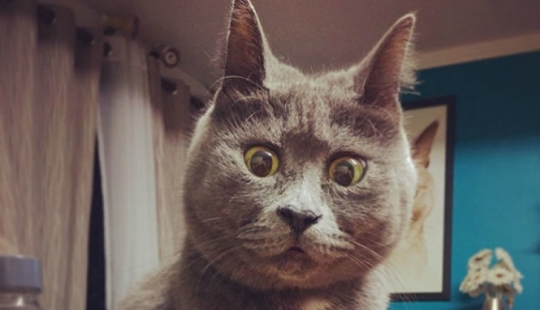 Something is wrong with Kevin: this cat always looks surprised