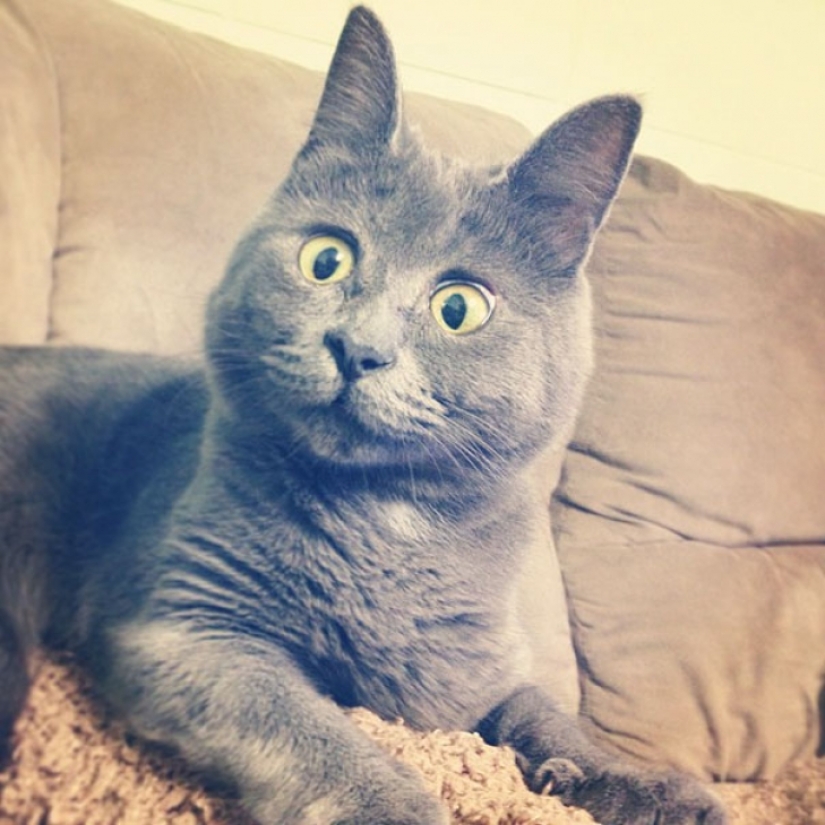 Something is wrong with Kevin: this cat always looks surprised