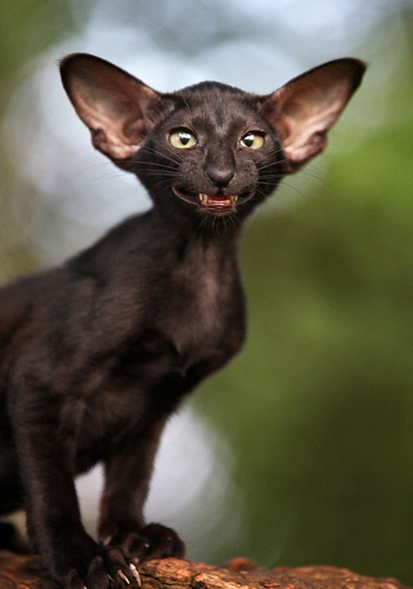 Sonrisa: si los animales pudieran hablar, se le pedirá que retire esas infernales foto