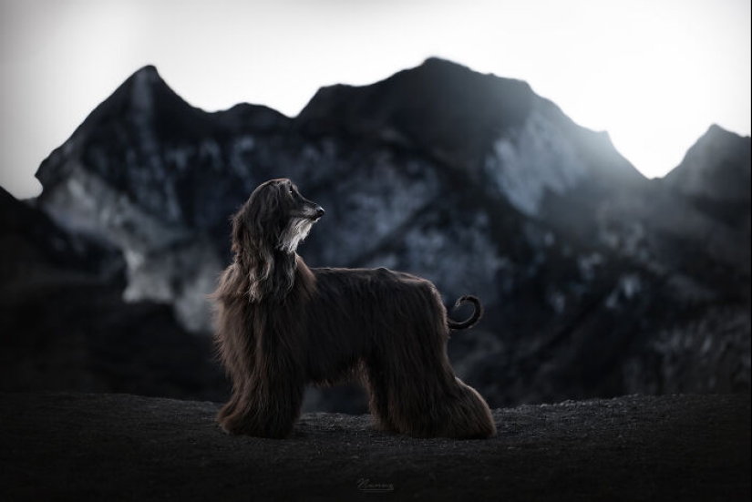 Soy fotógrafo de perros y aquí están 20 de mis mejores fotografías tomadas en Islandia