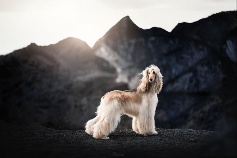 Soy fotógrafo de perros y aquí están 20 de mis mejores fotografías tomadas en Islandia