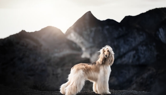 Soy fotógrafo de perros y aquí están 20 de mis mejores fotografías tomadas en Islandia