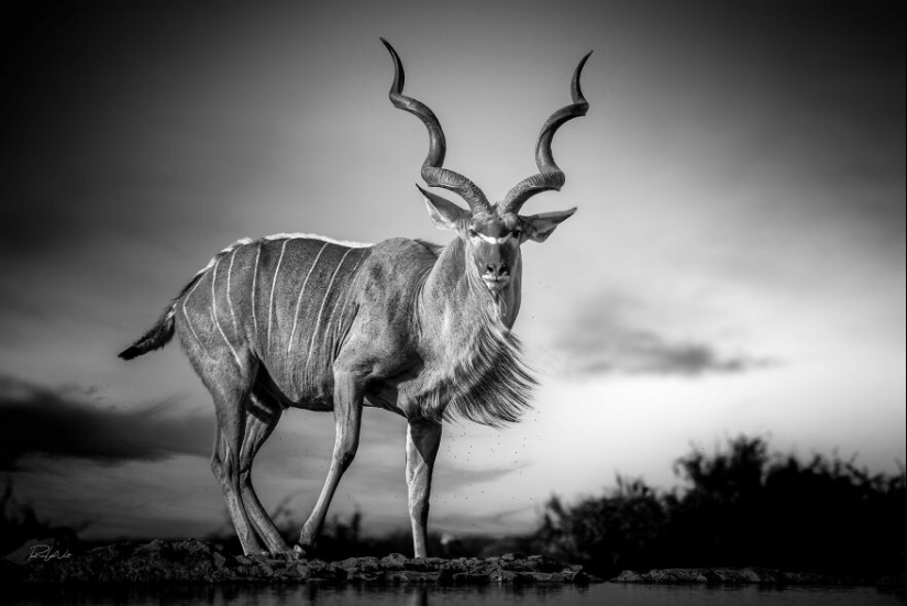 Soy un fotógrafo apasionado por la vida silvestre, la naturaleza y la conservación: aquí están mis 15 mejores fotos