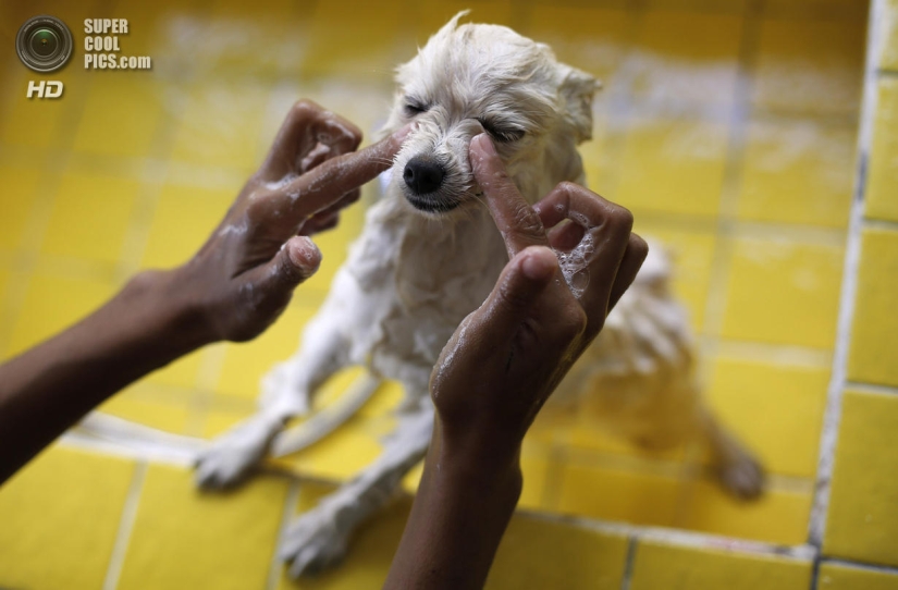 Spa treatments for dogs