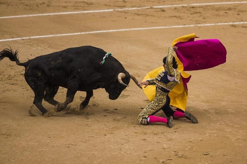 Spanish bulls win historic victory