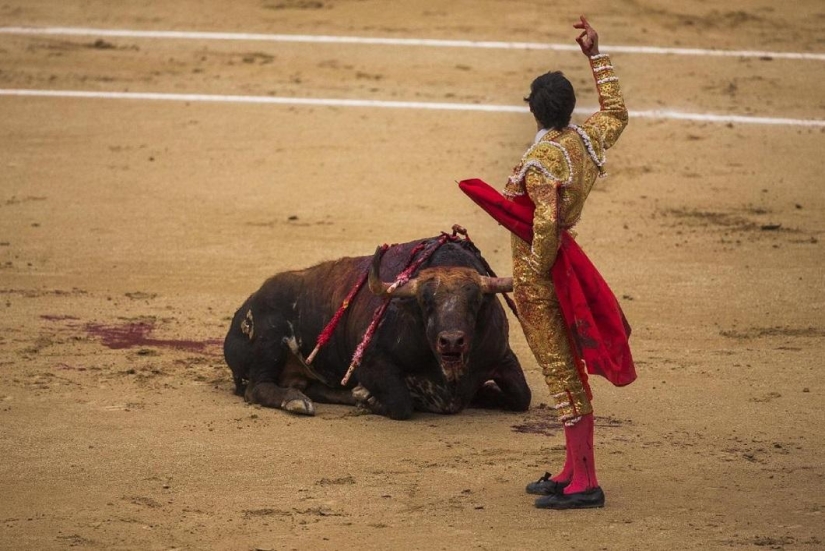 Spanish bulls win historic victory
