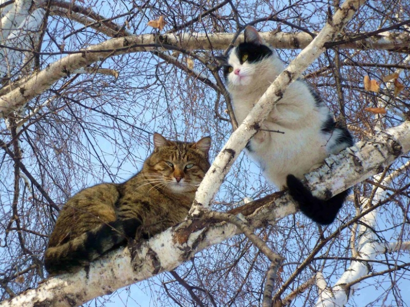 Spring is here — cats have arrived!