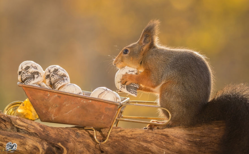 Squirrels from the window - it&#39;s amazing!