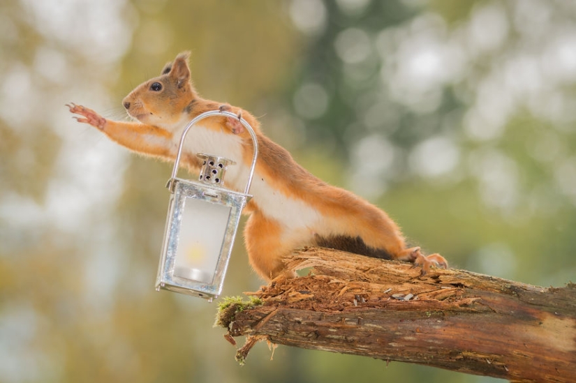 Squirrels from the window - it&#39;s amazing!