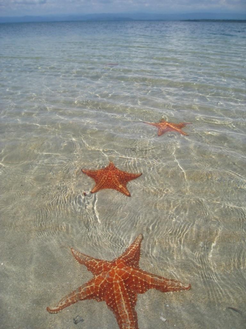 Starfish Beach - Boca del Drago