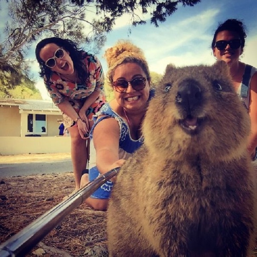 status quokka