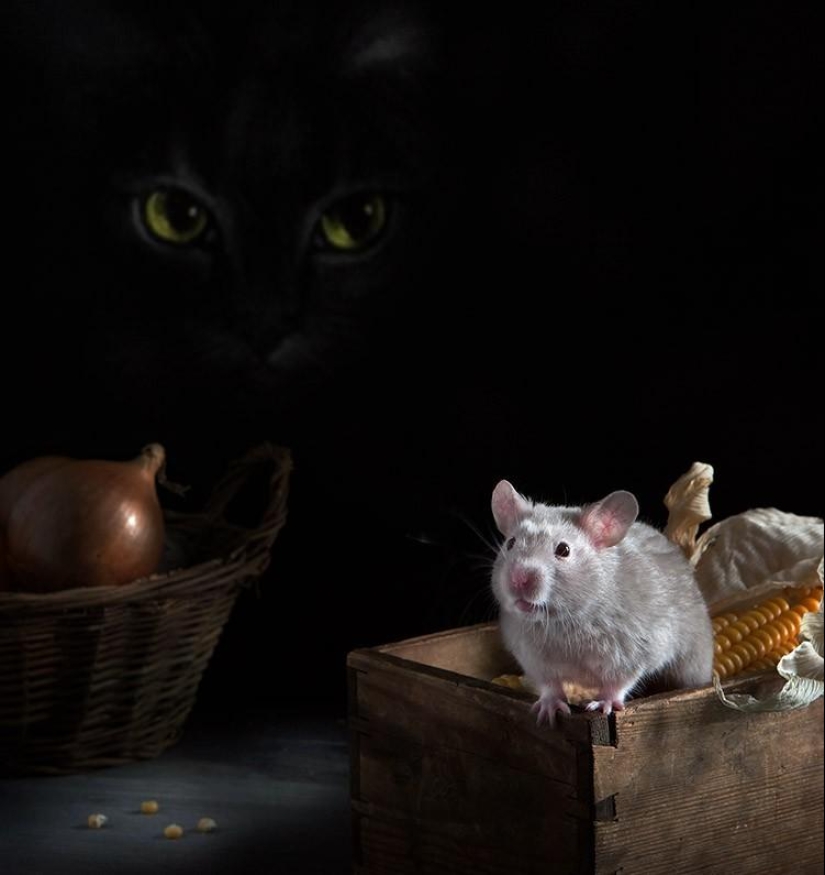 Still lifes with hamsters