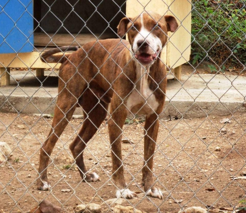 Stray dogs before and after the shelter