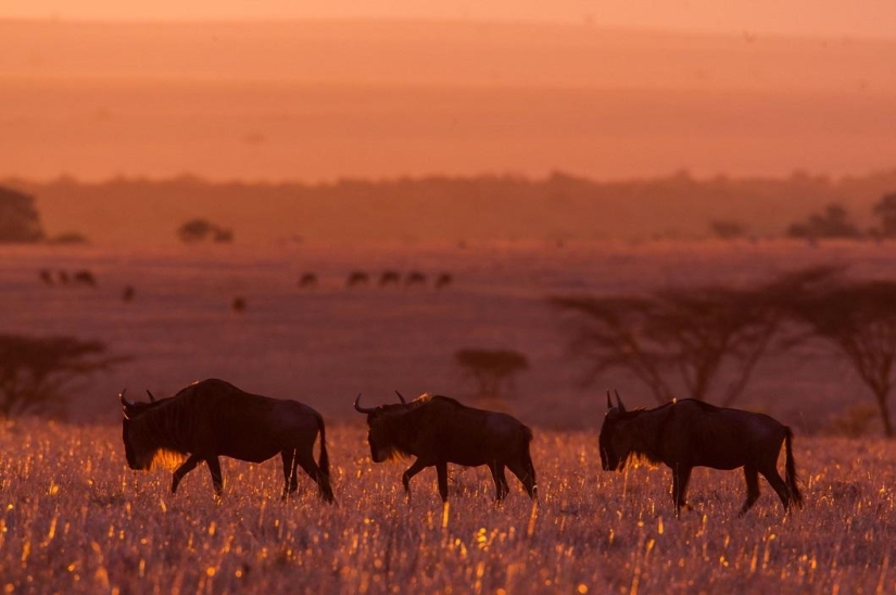 Stunning African sunsets by Paul Goldstein
