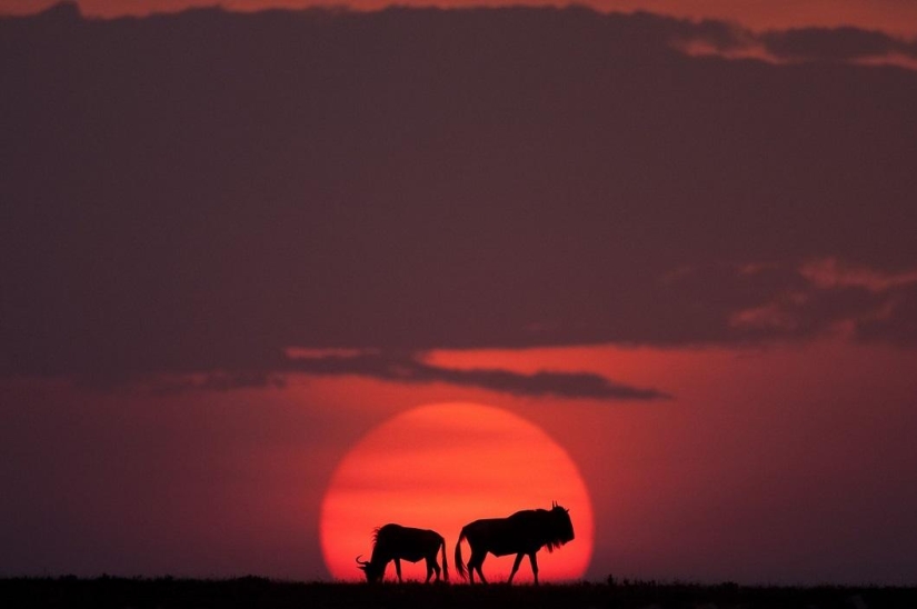 Stunning African sunsets by Paul Goldstein