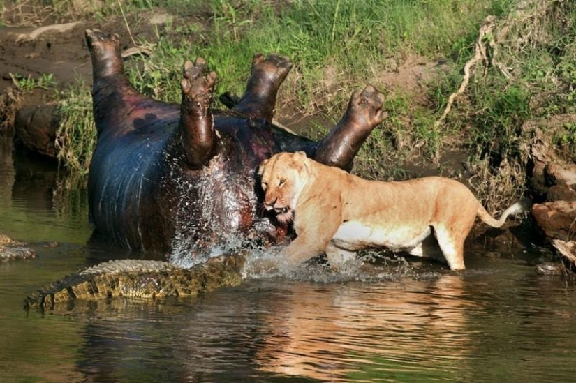 Stunning footage of confrontation between a lioness and crocodiles