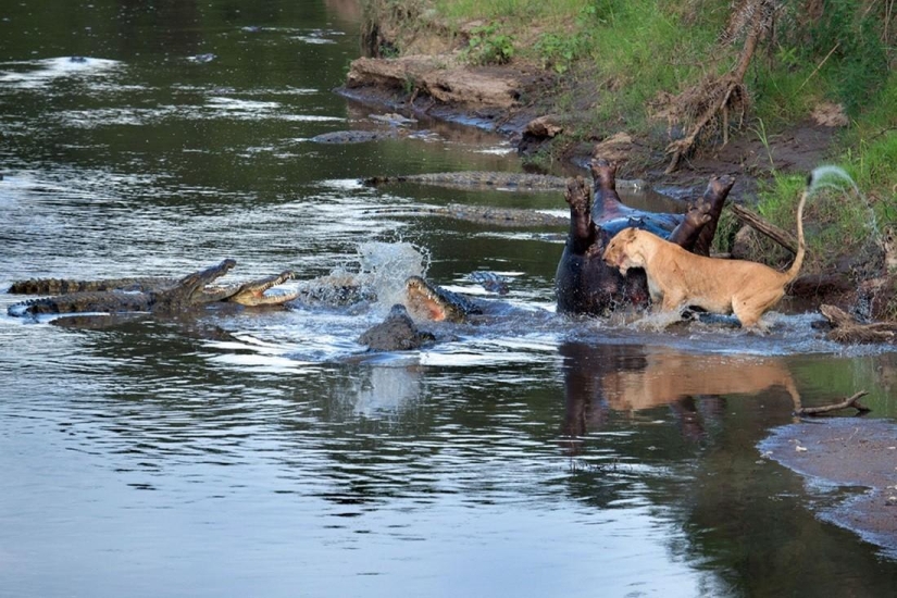 Stunning footage of confrontation between a lioness and crocodiles