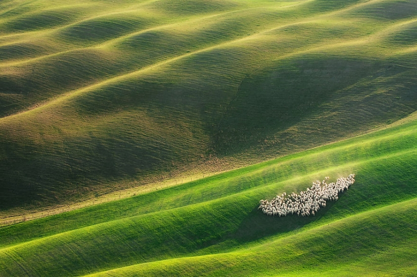 Stunning photo hunting for sheep in Tuscany