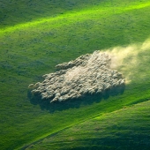 Stunning photo hunting for sheep in Tuscany