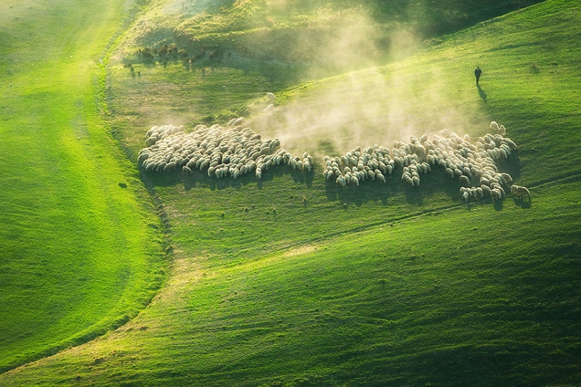 Stunning photo hunting for sheep in Tuscany