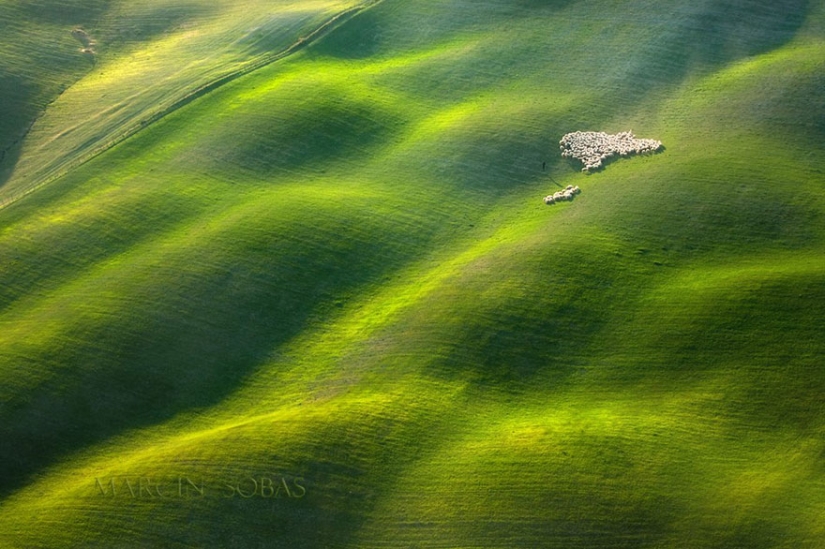 Stunning photo hunting for sheep in Tuscany