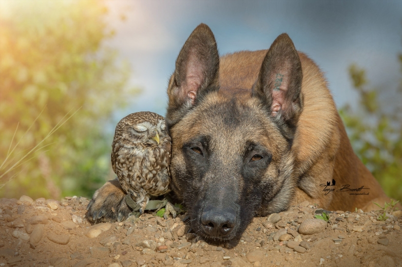 Such a sweet friendship of a dog and an owl