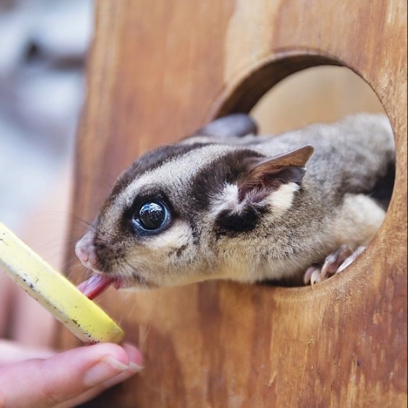 Sugar possum es una mascota que rompe todos los récords de mimetismo