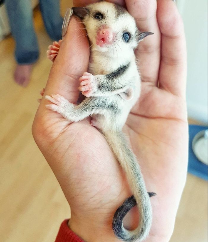 Sugar possums are the sweetest animals in the world