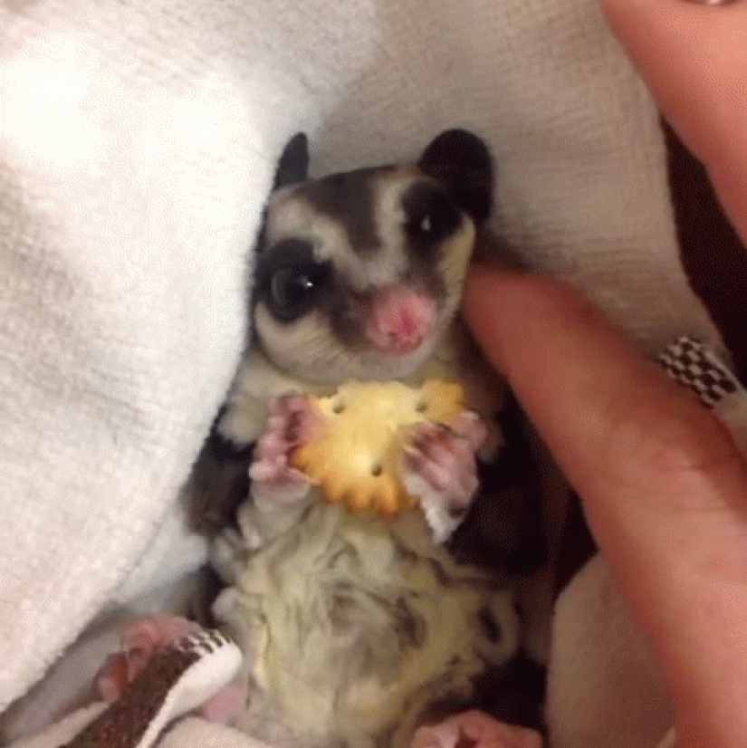 Sugar possums are the sweetest animals in the world