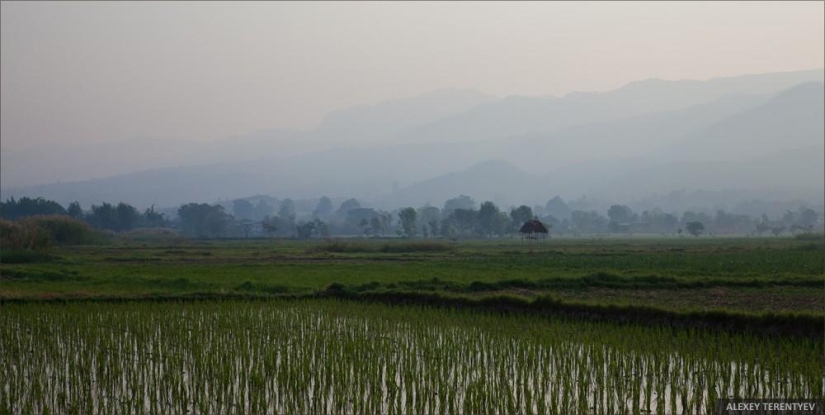 Sunrise over rice fields and monks feeding