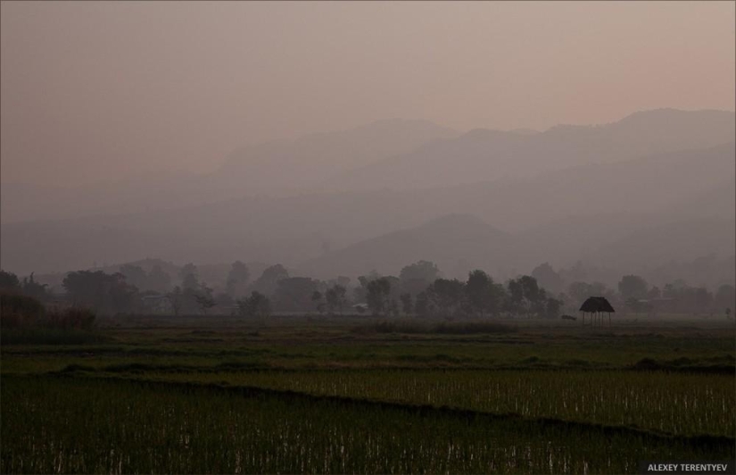 Sunrise over rice fields and monks feeding