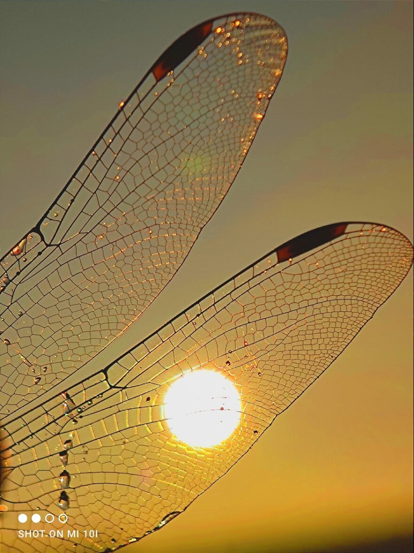 Sunset Stories: 17 Pics Of People’s Silhouettes, Plants And Insects By This Photographer