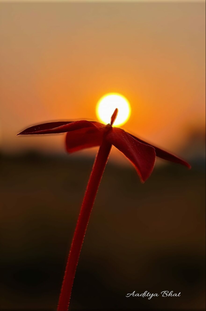 Sunset Stories: 17 Pics Of People’s Silhouettes, Plants And Insects By This Photographer
