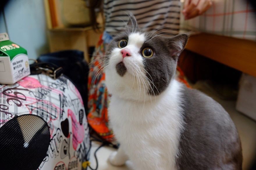 Surprised cat Banya, who is amazed by everything around