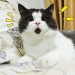 Surprised cat Banya, who is amazed by everything around