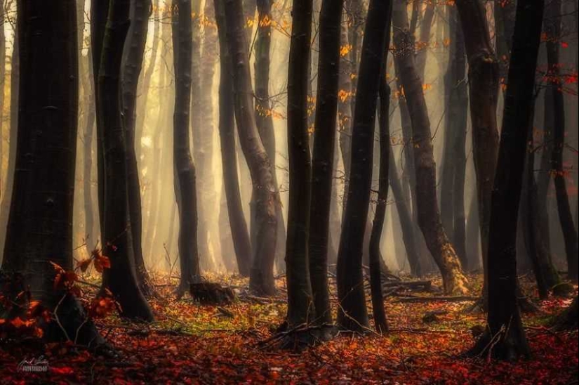 Surreal autumn forest in photographs by Janek Sedlar