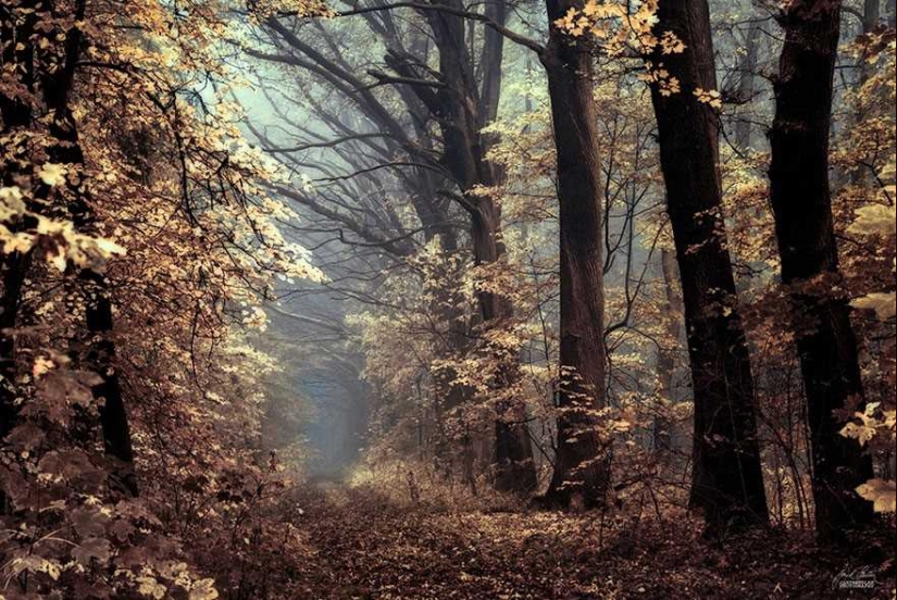 Surreal autumn forest in photographs by Janek Sedlar