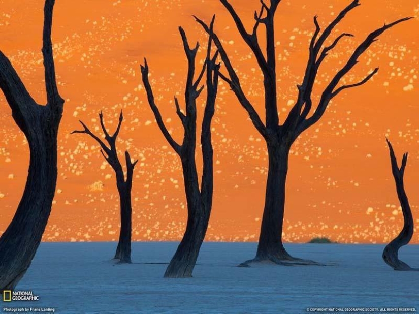 Surreal landscapes of the Namib-Naukluft park