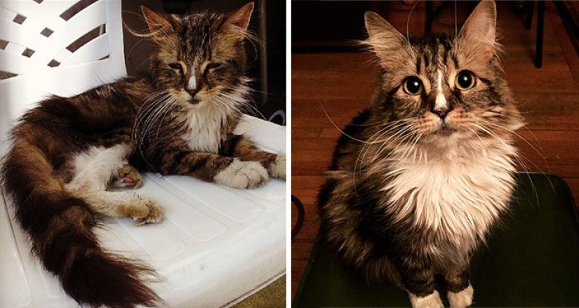 Surviving cats who were rescued and loved: before and after
