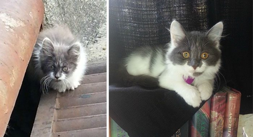 Surviving cats who were rescued and loved: before and after