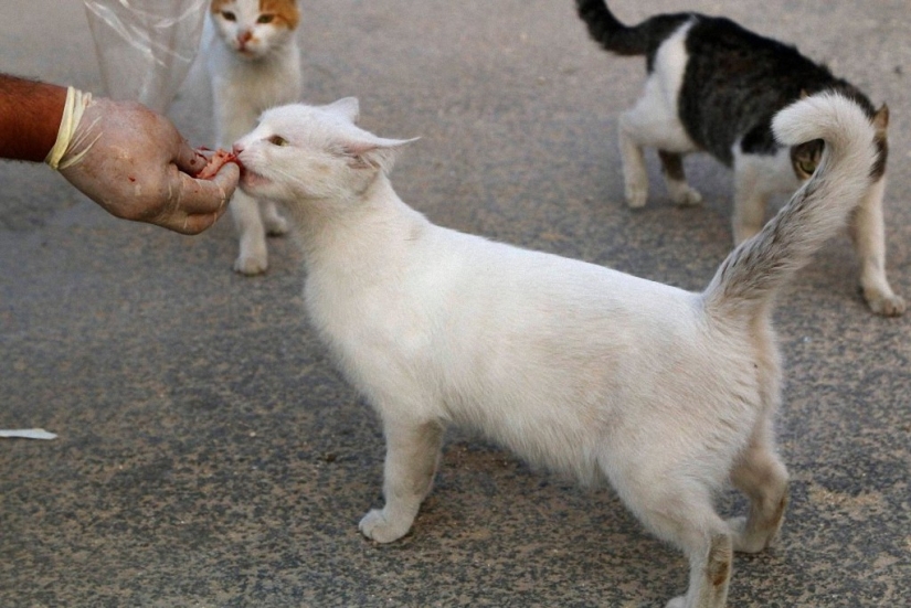 Syrian driver rescues abandoned cats