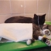 Tailed nurse: rescued cat now takes care of sick animals from the shelter