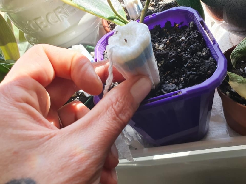 Tampons to pot: a woman shared an unusual life hack for the care of indoor plants