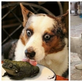 Tan diferente, pero tan similar: 22 fotos divertidas con animales