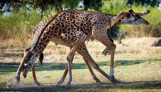 Tango apasionado interpretado por jirafas