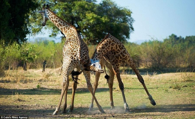 Tango apasionado interpretado por jirafas