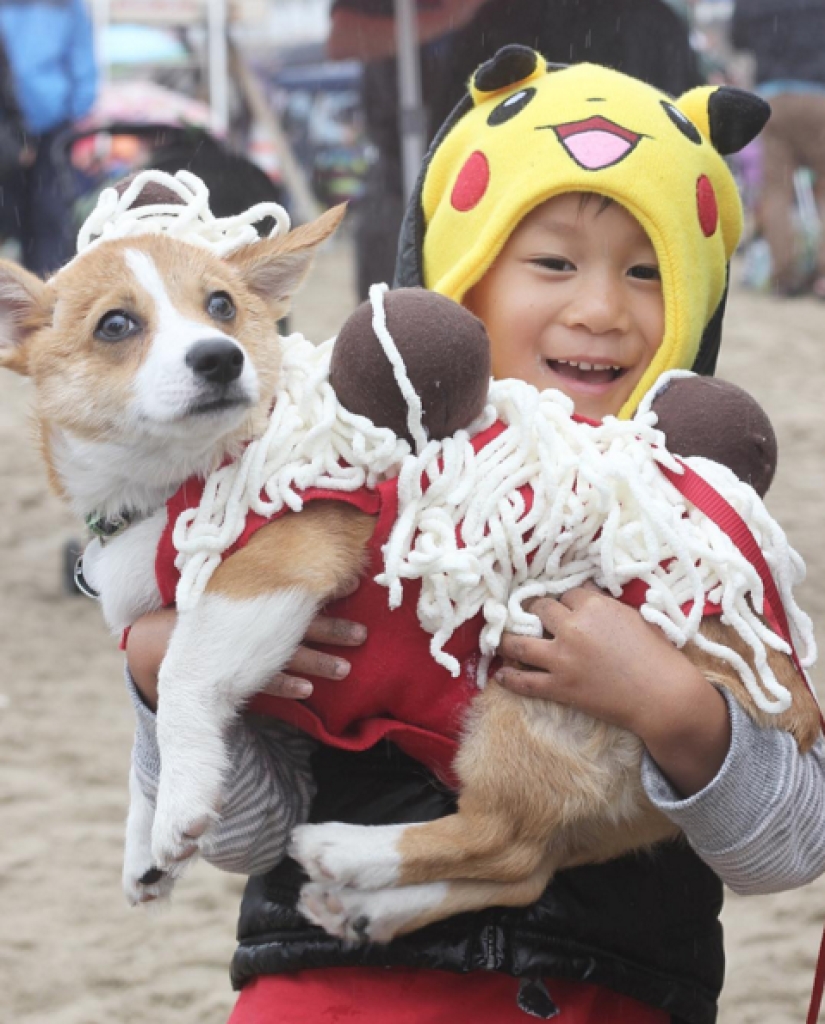 Tantos lindos corgis que nunca has visto antes